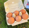 Fresh Eggs